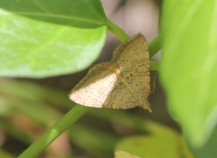 Chrysolarentia insulsata