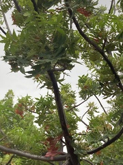 Harpephyllum caffrum