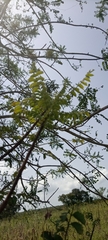 Magnoliopsida
