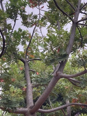 Harpephyllum caffrum