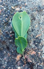 Senecio ruwenzoriensis