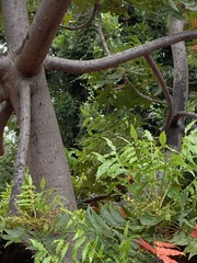 Harpephyllum caffrum