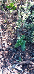 Senecio ruwenzoriensis