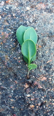 Senecio ruwenzoriensis