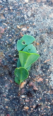 Senecio ruwenzoriensis
