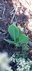 Senecio ruwenzoriensis