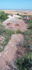 Senecio ruwenzoriensis