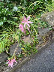 Hesperantha coccinea