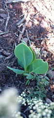 Senecio ruwenzoriensis