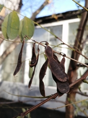 Robinia pseudoacacia