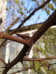 Robinia pseudoacacia