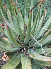 Aloe