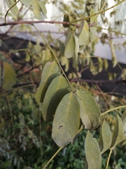 Robinia pseudoacacia