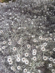 Syncarpha argyropsis