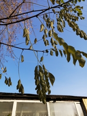 Robinia pseudoacacia