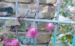 Rhodochiton atrosanguineus