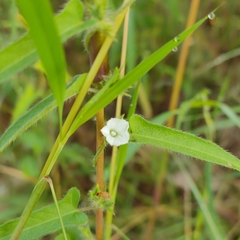 Ipomoea eriocarpa