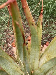 Aloe
