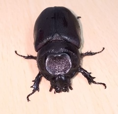 Oryctes rhinoceros