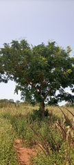 Magnoliopsida
