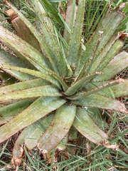 Aloe