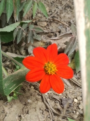 Dahlia coccinea