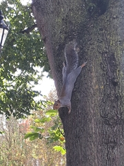 Sciurus carolinensis