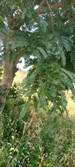 Magnoliopsida