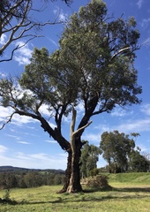 Eucalyptus goniocalyx goniocalyx