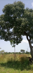 Magnoliopsida