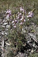 Euphrasia collina paludosa