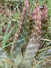 Aloe