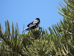 Corvus albus