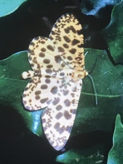 Epobeidia tigrata tigrata