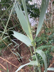 Arundo donax