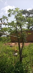 Adansonia digitata