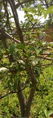 Adansonia digitata