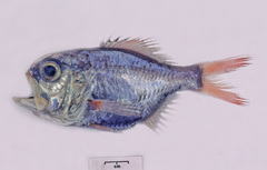 Rough-Fish photo 3