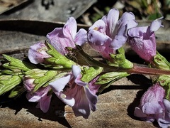 Euphrasia collina paludosa