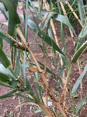 Arundo donax