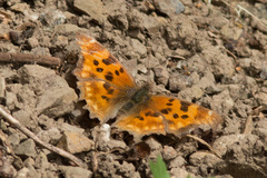 Polygonia oreas