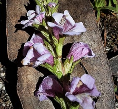 Euphrasia collina paludosa