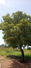 Magnoliopsida