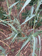 Arundo donax