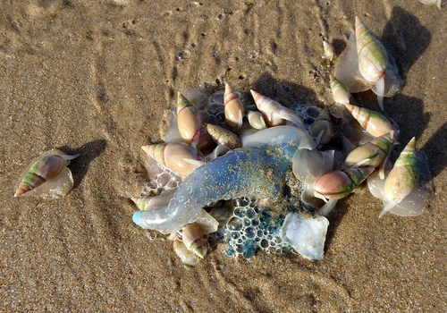 photo of Portuguese Man O' War (Physalia physalis)