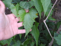 Mikania periplocifolia