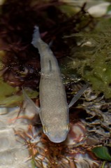 Aldrichetta forsteri