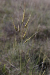 Tristachya biseriata