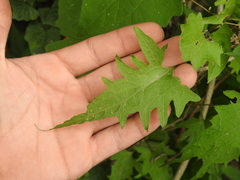 Mikania periplocifolia
