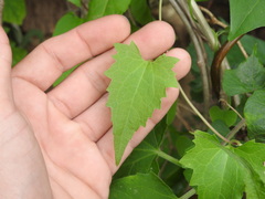 Mikania periplocifolia